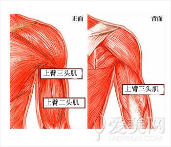 位于身体表面一侧的"上臂二头肌"和位于身体内侧的"上臂三头肌"组成的